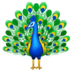 :peacock: